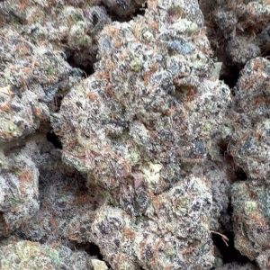 Garlic Cookies Indoor (Hybrid)