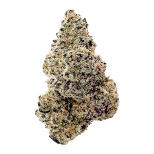 White Nerds Indoor (Hybrid)
